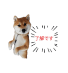 柴犬のつきみちゃん（個別スタンプ：3）