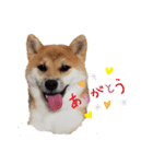柴犬のつきみちゃん（個別スタンプ：4）