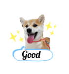 柴犬のつきみちゃん（個別スタンプ：5）