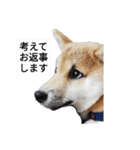 柴犬のつきみちゃん（個別スタンプ：6）