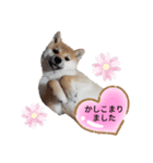 柴犬のつきみちゃん（個別スタンプ：7）