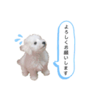 もこぴの日常使えるスタンプ（個別スタンプ：9）