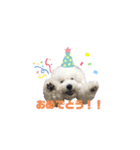 もこぴの日常使えるスタンプ（個別スタンプ：14）