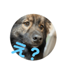 愛犬リキスタンプ（個別スタンプ：1）