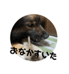 愛犬リキスタンプ（個別スタンプ：2）
