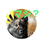 愛犬リキスタンプ（個別スタンプ：4）