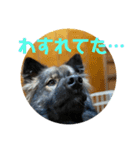 愛犬リキスタンプ（個別スタンプ：7）