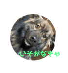 愛犬リキスタンプ（個別スタンプ：8）
