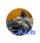 愛犬リキスタンプ（個別スタンプ：12）