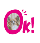 ゆかいなペット（個別スタンプ：5）