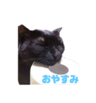 ジジたまにマシュマロ（個別スタンプ：1）