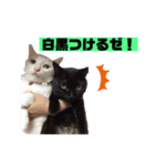 ジジたまにマシュマロ（個別スタンプ：4）