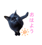 ジジたまにマシュマロ（個別スタンプ：5）