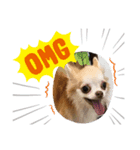 dogの表情（個別スタンプ：1）