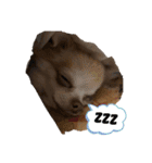 dogの表情（個別スタンプ：3）
