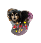 dogの表情（個別スタンプ：4）