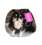 dogの表情（個別スタンプ：5）