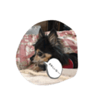 dogの表情（個別スタンプ：6）
