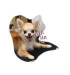dogの表情（個別スタンプ：7）