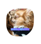 dogの表情（個別スタンプ：8）