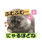 【 ちくわちゃん スタンプ 】（個別スタンプ：1）