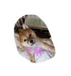 tyako sutanp（個別スタンプ：1）