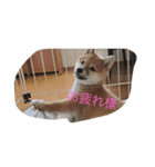 tyako sutanp（個別スタンプ：3）