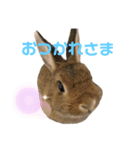 うさぎのキャンちゃん（個別スタンプ：5）