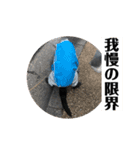 ロック4（個別スタンプ：7）