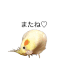 pipi's（個別スタンプ：12）