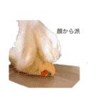 pipi's（個別スタンプ：31）