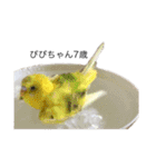 pipi's（個別スタンプ：32）
