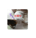 ぽぽぢくんとチャピ子さんの気持ち（個別スタンプ：7）