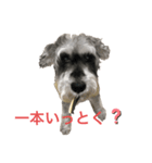 melon日常パート2（個別スタンプ：11）