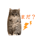 weegie-house3（個別スタンプ：1）