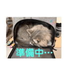 weegie-house3（個別スタンプ：4）