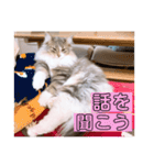 weegie-house3（個別スタンプ：12）