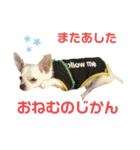やすべーず④（個別スタンプ：2）