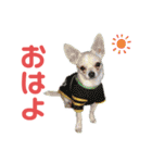 やすべーず④（個別スタンプ：3）