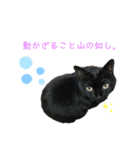ジジたまにマシュマロ2（個別スタンプ：1）