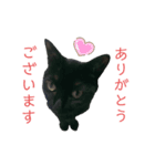 ジジたまにマシュマロ2（個別スタンプ：2）