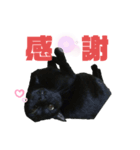 ジジたまにマシュマロ2（個別スタンプ：4）