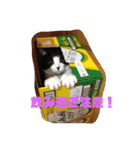 やんちゃなJIJI（個別スタンプ：3）