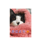 やんちゃなJIJI（個別スタンプ：4）