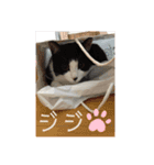 やんちゃなJIJI（個別スタンプ：10）