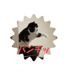 やんちゃなJIJI（個別スタンプ：11）