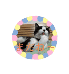 やんちゃなJIJI（個別スタンプ：12）