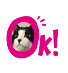 やんちゃなJIJI（個別スタンプ：13）