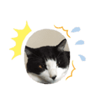 やんちゃなJIJI（個別スタンプ：15）