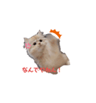 うちのねこ うにとろスタンプ（個別スタンプ：1）